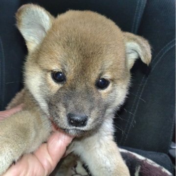 柴犬(標準サイズ)【岐阜県・女の子・2024年12月2日・赤】の写真「パッチリとした目の可愛い子」