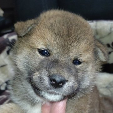 柴犬(標準サイズ)【岐阜県・男の子・2024年10月23日・赤】の写真「まん丸顔の男の子」