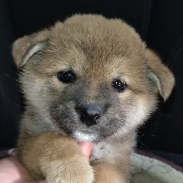 柴犬(標準サイズ)【岐阜県・女の子・2024年12月2日・赤】の写真「癒される可愛い女の子」