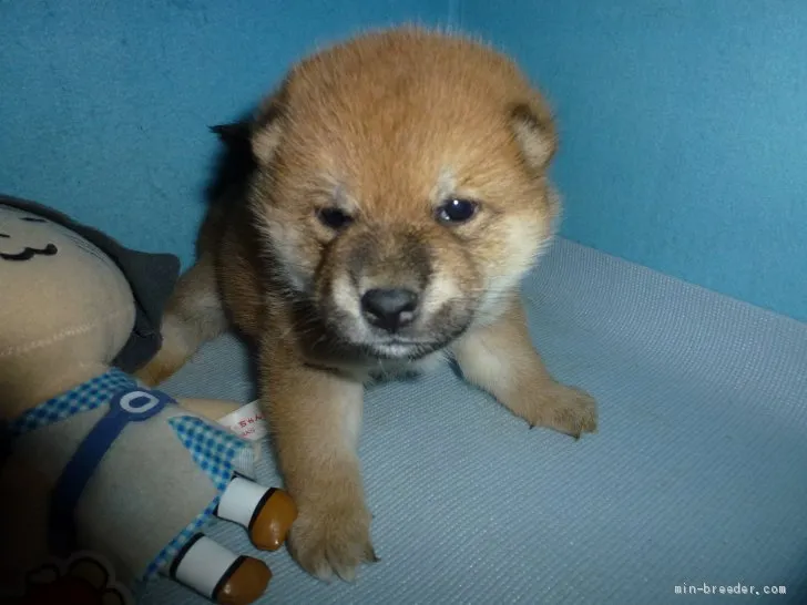 柴犬(標準サイズ)【岐阜県・男の子・2020年3月24日・赤】の写真1「4/23撮影」