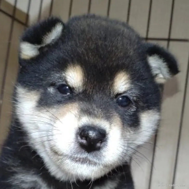 柴犬(標準サイズ)【岐阜県・女の子・2023年3月15日・黒】の写真1「4/26撮影」