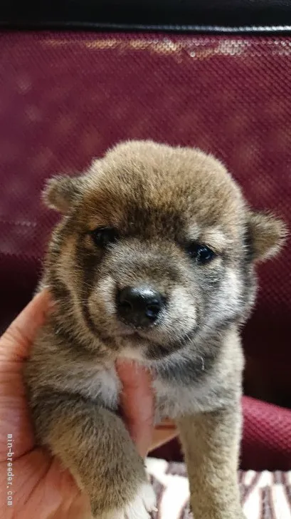 柴犬(標準サイズ)【岐阜県・女の子・2020年9月14日・赤】の写真1「10/7撮影」