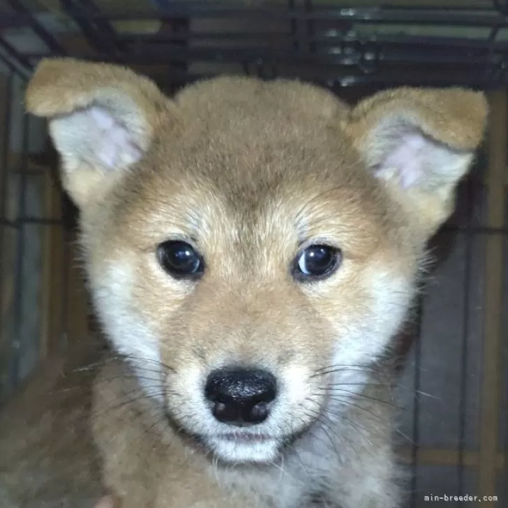 そら 様のお迎えした子犬