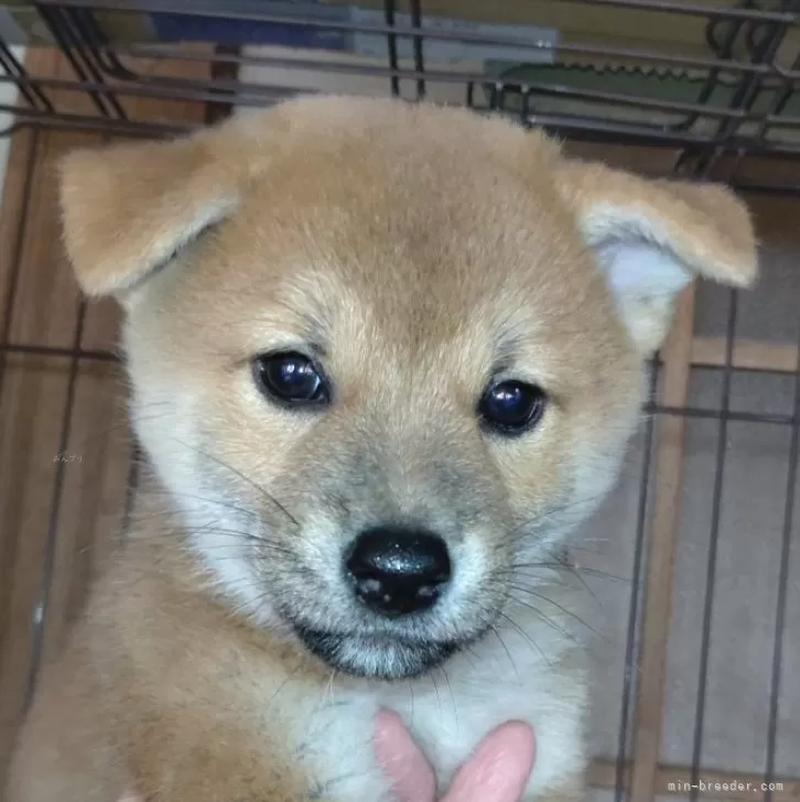 柴犬(標準サイズ)【岐阜県・男の子・2024年8月12日・赤】の写真1「一人っ子ですが、他のお友達と遊んでいます。」