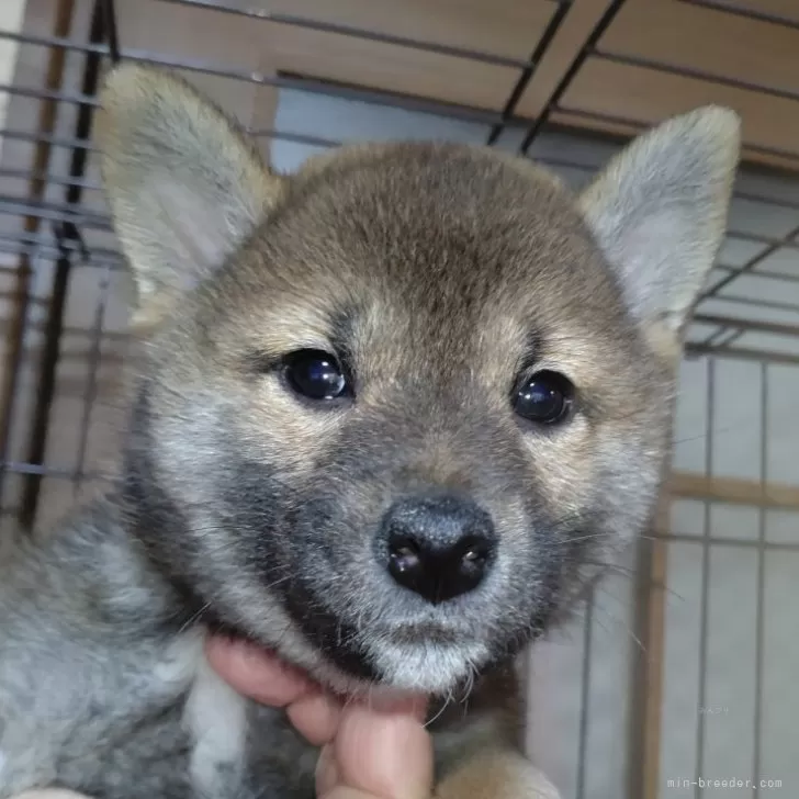 柴犬(標準サイズ)【岐阜県・女の子・2024年4月15日・赤】の写真1