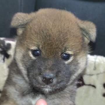 柴犬(標準サイズ)【岐阜県・女の子・2024年9月16日・赤】の写真「綺麗な赤柴になります。」