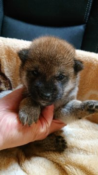 柴犬(標準サイズ)【岐阜県・女の子・2021年7月1日・赤】の写真「8/11までに購入予約された方のみの特別価格です。」