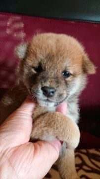 柴犬(標準サイズ)【岐阜県・男の子・2020年9月24日・赤】の写真「綺麗な赤の男の子」