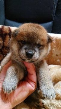 柴犬(標準サイズ)【岐阜県・女の子・2021年7月1日・赤】の写真「小振りタイプ」