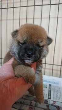 柴犬(標準サイズ)【岐阜県・男の子・2021年2月17日・赤】の写真「可愛い男の子」