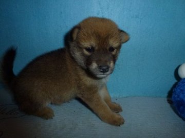 柴犬(標準サイズ)【岐阜県・女の子・2019年8月14日・赤】の写真「可愛い女の子です」