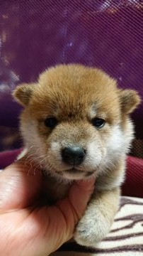 柴犬(標準サイズ)【岐阜県・男の子・2020年7月16日・赤】の写真「可愛い男の子」