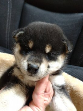 柴犬(標準サイズ)【岐阜県・女の子・2021年10月27日・黒】の写真「綺麗な配色の女の子」