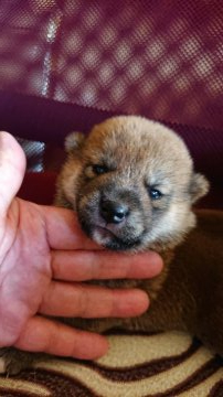 柴犬(標準サイズ)【岐阜県・男の子・2020年9月14日・赤】の写真「可愛い赤の男の子」