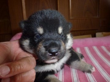 柴犬(標準サイズ)【岐阜県・男の子・2020年5月20日・黒】の写真「黒柴らしい綺麗な配色の男の子」