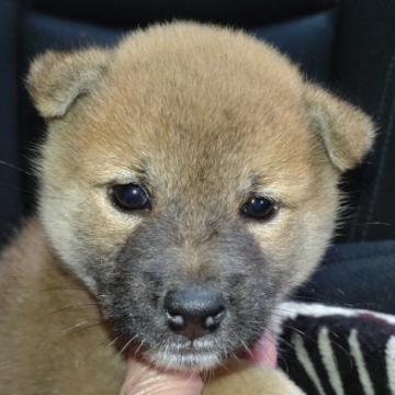 柴犬(標準サイズ)【岐阜県・女の子・2022年8月16日・赤】の写真「可愛い赤の女の子」