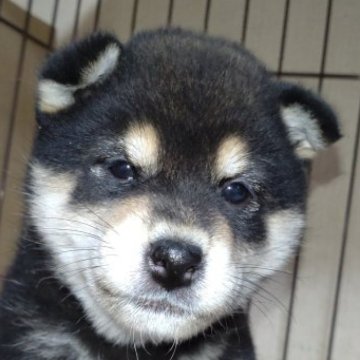 柴犬(標準サイズ)【岐阜県・女の子・2023年3月15日・黒】の写真「配色の綺麗なまん丸顔の女の子」