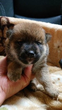 柴犬(標準サイズ)【岐阜県・女の子・2021年8月20日・赤】の写真「女の子らしい優しい顔です。」