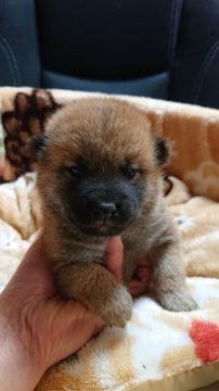 柴犬(標準サイズ)【岐阜県・男の子・2020年12月2日・赤】の写真「可愛い男の子」