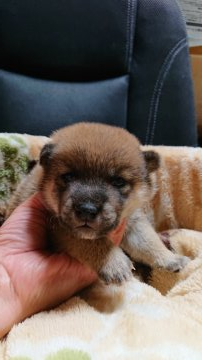 柴犬(標準サイズ)【岐阜県・男の子・2021年5月20日・赤】の写真「まだまだ赤ちゃんです。」