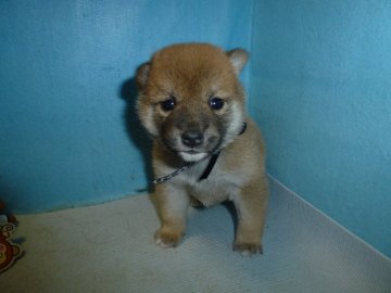 柴犬(標準サイズ)【岐阜県・男の子・2019年12月1日・赤】の写真「綺麗な赤になります」