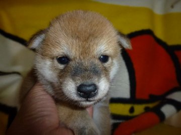 柴犬(標準サイズ)【岐阜県・女の子・2019年5月27日・赤】の写真「美人さん」