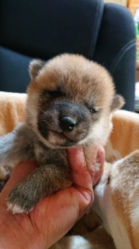 柴犬(標準サイズ)【岐阜県・男の子・2021年1月20日・赤】の写真「可愛い男の子」