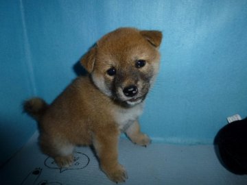 柴犬(標準サイズ)【岐阜県・女の子・2019年5月27日・赤】の写真「可愛い女の子」