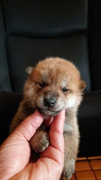 柴犬(標準サイズ)【岐阜県・男の子・2020年10月9日・赤】の写真「可愛い赤の男の子」