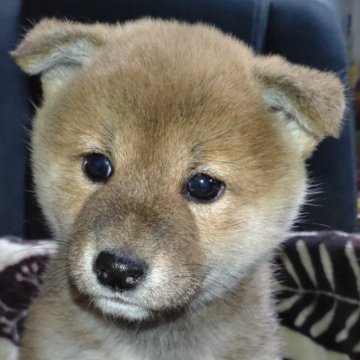 柴犬(標準サイズ)【岐阜県・女の子・2024年3月25日・赤】の写真「可愛い女の子」