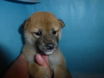 柴犬(標準サイズ)【岐阜県・女の子・2019年8月14日・赤】の写真「可愛い女の子です」