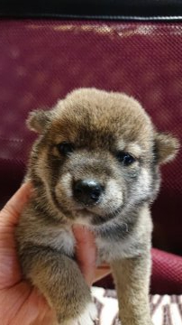 柴犬(標準サイズ)【岐阜県・女の子・2020年9月14日・赤】の写真「可愛い赤の女の子」