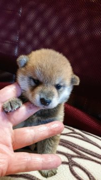 柴犬(標準サイズ)【岐阜県・女の子・2020年7月8日・赤】の写真「可愛い女の子」