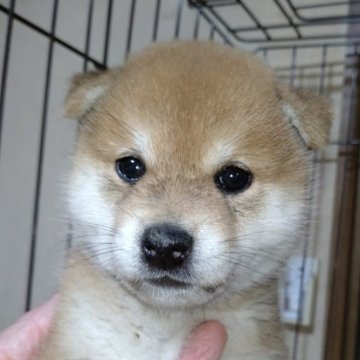 柴犬(標準サイズ)【岐阜県・女の子・2024年5月14日・赤】の写真「可愛い女の子」