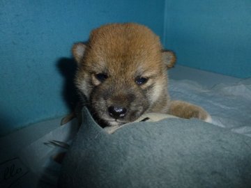 柴犬(標準サイズ)【岐阜県・女の子・2020年3月25日・赤】の写真「可愛い女の子です」