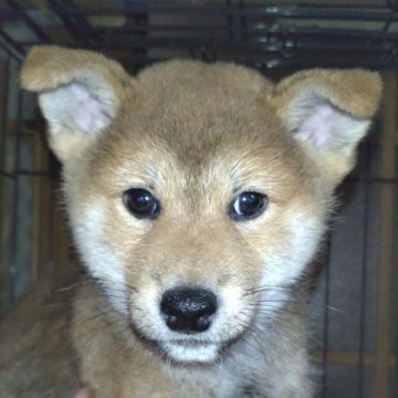 柴犬(標準サイズ)【岐阜県・男の子・2024年8月24日・赤】の写真「可愛い男の子」