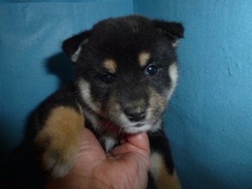 柴犬(標準サイズ)【岐阜県・女の子・2019年8月10日・黒】の写真「黒らしいコントラストです。」