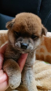 柴犬(標準サイズ)【岐阜県・女の子・2021年7月14日・赤】の写真「可愛いタヌキさん」