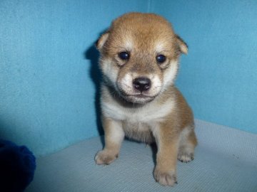 柴犬(標準サイズ)【岐阜県・男の子・2019年6月19日・赤】の写真「可愛い男の子」