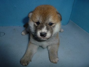 柴犬(標準サイズ)【岐阜県・女の子・2019年11月13日・赤】の写真「可愛い女の子です」