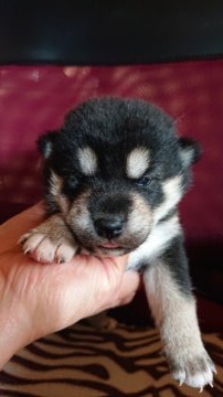 柴犬(標準サイズ)【岐阜県・女の子・2020年10月9日・黒】の写真「綺麗な配色の女の子」