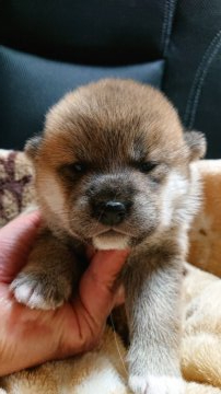 柴犬(標準サイズ)【岐阜県・女の子・2021年5月22日・赤】の写真「まだまだ赤ちゃんです。」