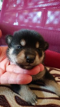 柴犬(標準サイズ)【岐阜県・女の子・2020年7月24日・黒】の写真「黒柴の綺麗な配色の女の子」