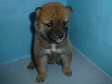 柴犬(標準サイズ)【岐阜県・女の子・2019年1月8日・赤】の写真「小振りの女の子」