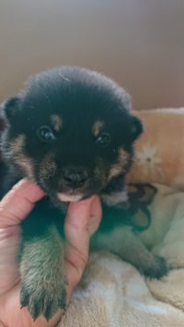 柴犬(標準サイズ)【岐阜県・男の子・2021年7月1日・黒】の写真「可愛い男の子」