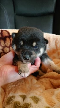 柴犬(標準サイズ)【岐阜県・女の子・2020年11月21日・黒】の写真「女の子らしい顔です。」