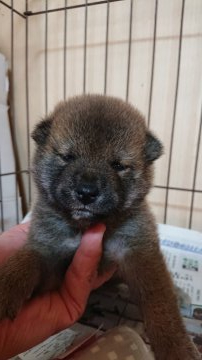 柴犬(標準サイズ)【岐阜県・男の子・2021年2月17日・赤】の写真「可愛い男の子」