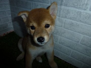 柴犬(標準サイズ)【岐阜県・女の子・2019年7月17日・赤】の写真「可愛いお姫様」