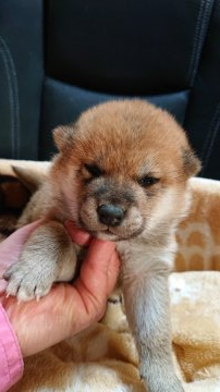 柴犬(標準サイズ)【岐阜県・男の子・2021年1月6日・赤】の写真「可愛い男の子」