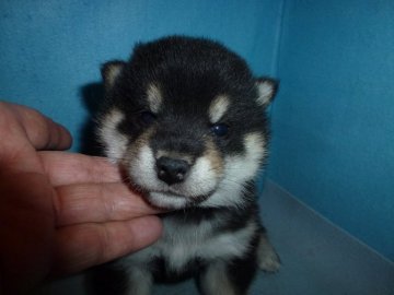 柴犬(標準サイズ)【岐阜県・男の子・2019年12月11日・黒】の写真「綺麗な色の男の子」